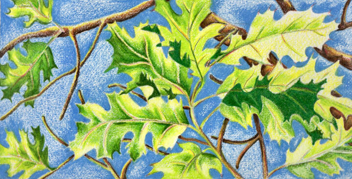 Leaf Study